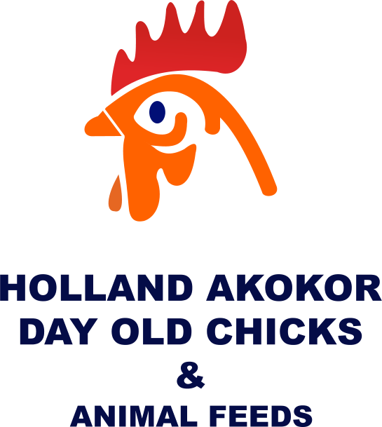 Holland Akokor Day Old Chicks & Animal Feed
